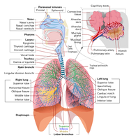 Respiratory System Complete En.svg
